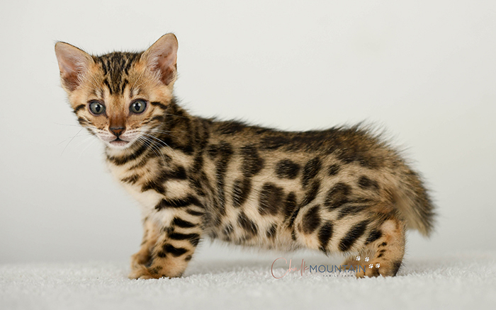 Bengal kitten for sale